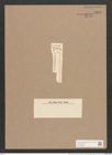 Synedra hyerborea var. rostellata Grun. (de-Toni-Nr.: Genus 66, Species 2598) Zeichnungen Sammlung Grunow Nr. 5301 (NHMW-BOT-W0373695)